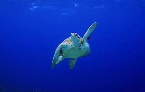 Turtle Wallpapers Screenshot 2