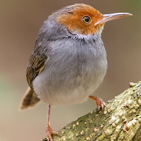 Tailorbird Sounds