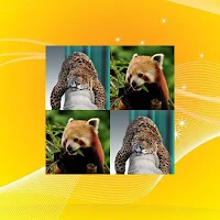 Jungle Match Game
