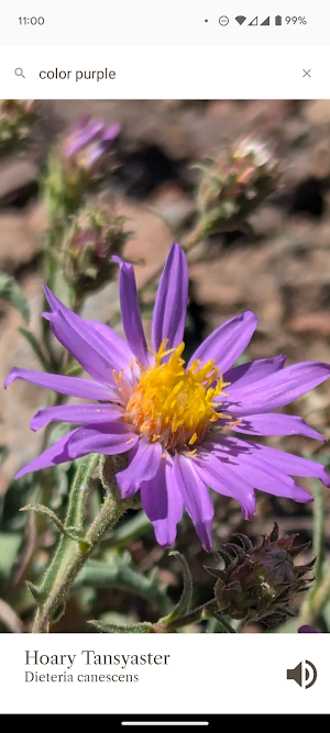 St Mary's Pass Wildflowers Screenshot 1