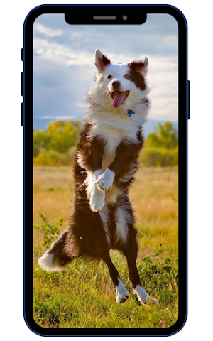 Australian Shepherds Wallpaper Screenshot 1