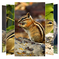 Chipmunk Wallpapers