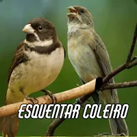 Canto de pra Esquentar Coleiro