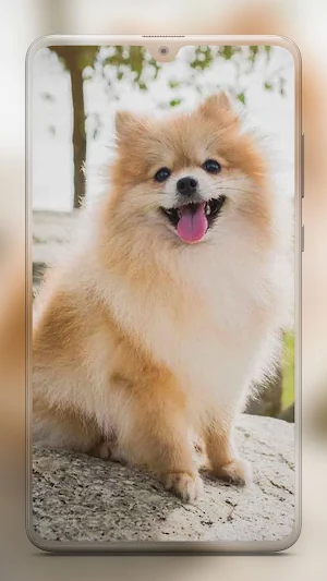 Pomeranian Dog Wallpaper HD Screenshot 2