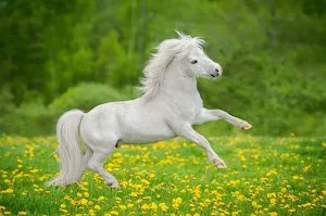 Ponies Screenshot 2