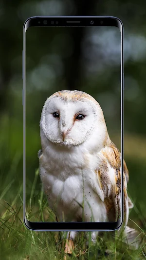 Owl Wallpaper Screenshot 3