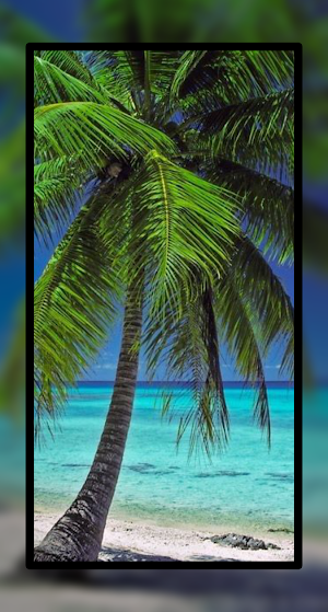 Palm Tree Wallpaper HD Beach Screenshot 3