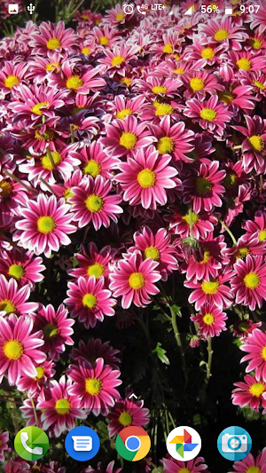 Colourful Flower Hd Wallpaper Screenshot 1