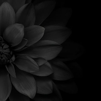 Black Wallpaper Background