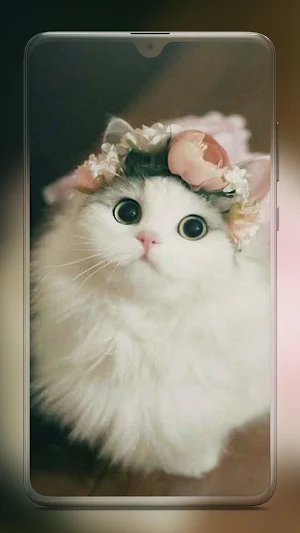 Cute Cat Wallpaper - Kitten Wallpapers Screenshot 0