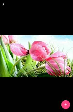 Best Flowers Screenshot 2