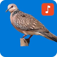 Spotted Dove Bird Ringtones