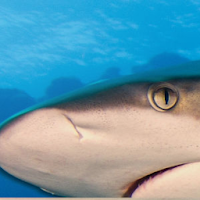 Queensland Shark and Ray ID tool