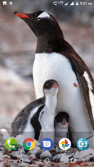 Penguin Wallpaper Screenshot 1