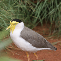 Australian Bird sounds
