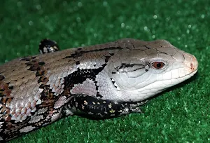 Lizard wallpapers Screenshot 2