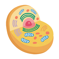 Cell Organelles