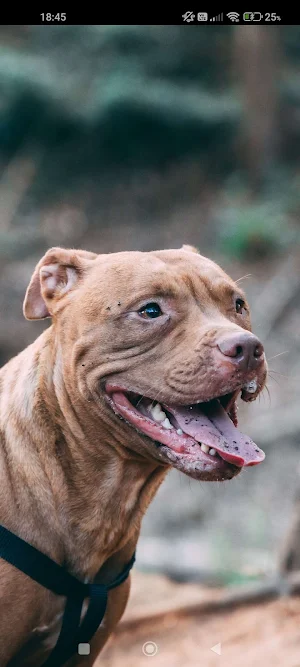 Pitbull Wallpaper 4K Screenshot 2