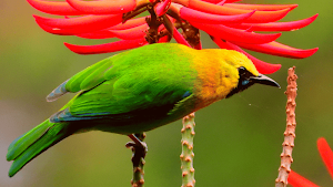 Leafbird Sounds Screenshot 3
