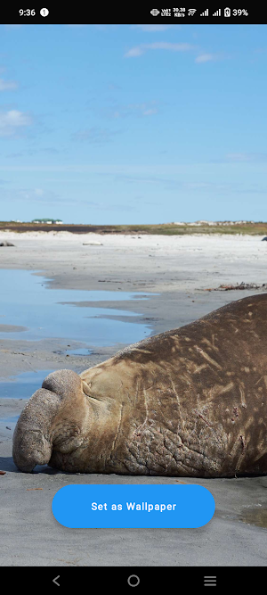 Elephant Seal Wallpaper Screenshot 0