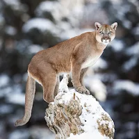 Cougar Wallpaper HD