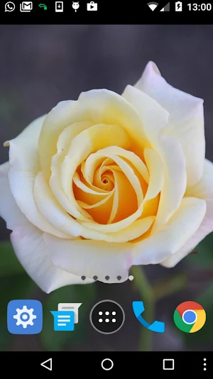 white roses wallpaper Screenshot 1