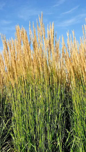 Feather Reed Grass Wallpaper Screenshot 0