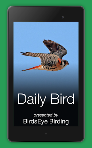 Daily Bird Screenshot 3