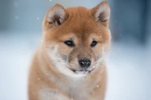 Shiba Inu Dog Wallpaper HD Screenshot 3