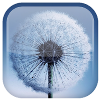 Dandelion Live Wallpaper