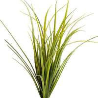 Montana Grasses