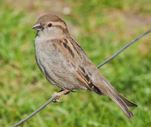 Sparrow Bird Screenshot 1