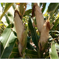 Control MLN Disease