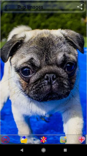 Puppy Dog Images Screenshot 2