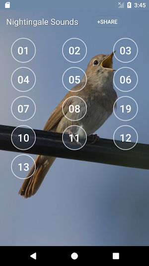 Nightingale Bird Sound Ringtones Screenshot 1