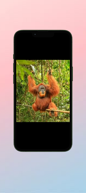 Orang Utan WalL Screenshot 3