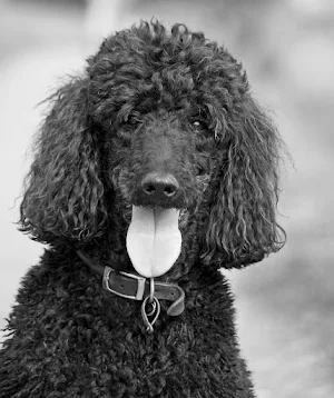 Poodle Dog Wallpapers Screenshot 0