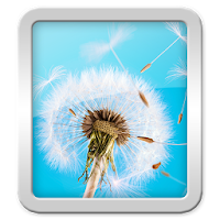 Wallpapers Dandelion