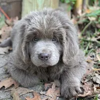 Newfoundland Dog Wallpapers