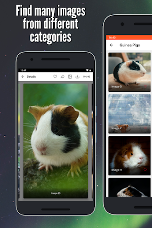 Guinea Pig Wallpaper: Full HD Screenshot 0