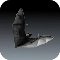 Bat Sounds