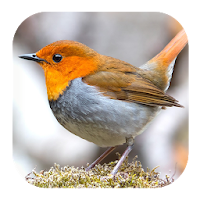 Robin Bird Sounds