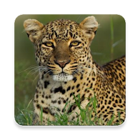Leopard Sound Collections ~ Sclip.app