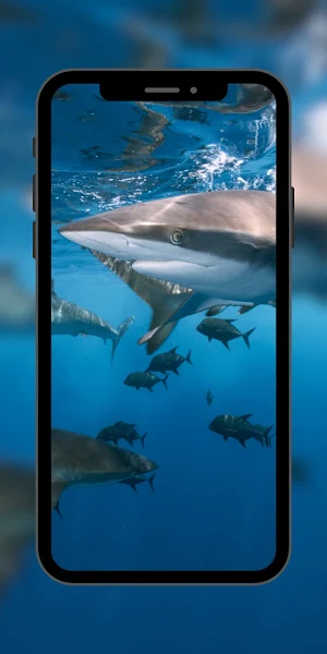 Wallpaper Shark Fish Screenshot 0
