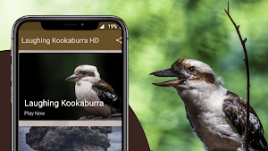 Laughing Kookaburra Sounds Screenshot 0