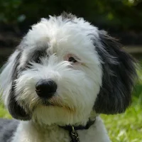 Sheepadoodle Dog Wallpapers