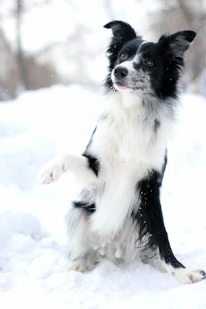 Border Collie Dog Wallpapers Screenshot 3
