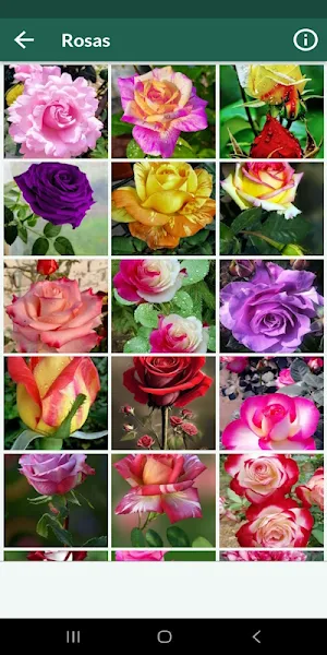 Flores hermosas. Imágenes Screenshot 2