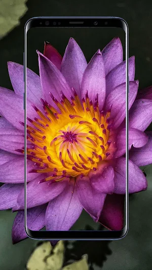 Water Lilies Flower Wallpapers Screenshot 0