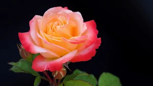 Rose wallpapers Screenshot 3